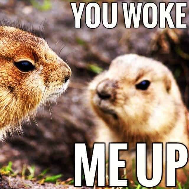 Prairie dog meme - you woke me up