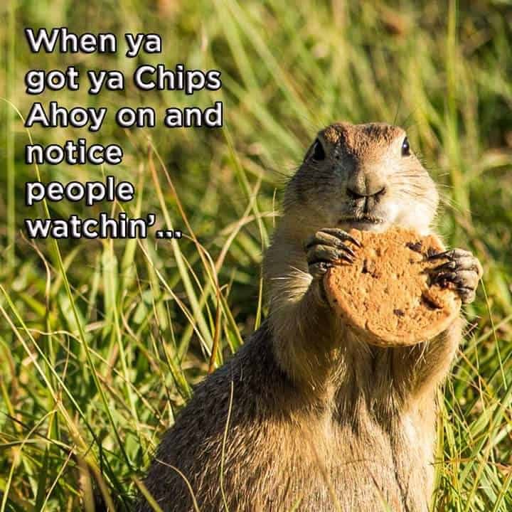 Prairie dog meme - when ya got ya chips ahoy on and notice people watchin'...