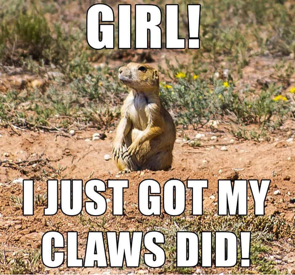 Prairie dog meme - girl! I just got my claws did!