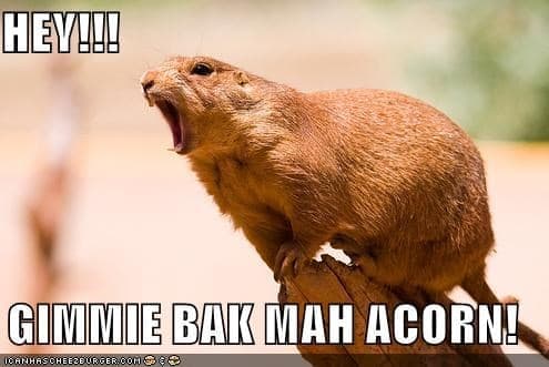 Prairie dog meme - hey!!! Gimmie bak mah acorn!