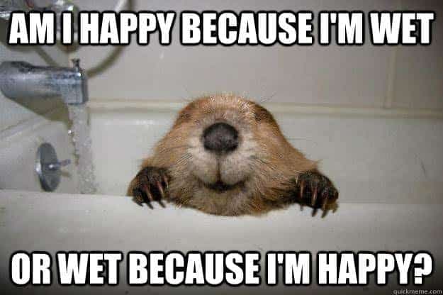 Prairie dog meme - am i happy because i'm wet or wet because i'm happy