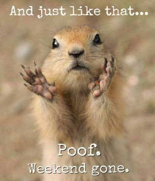 Prairie dog meme - and just like that... Poof. Weekend gone.