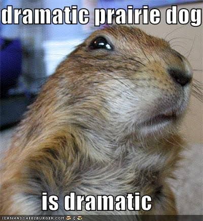 Prairie Dog Meme - dramatic prairie dog is dramatic