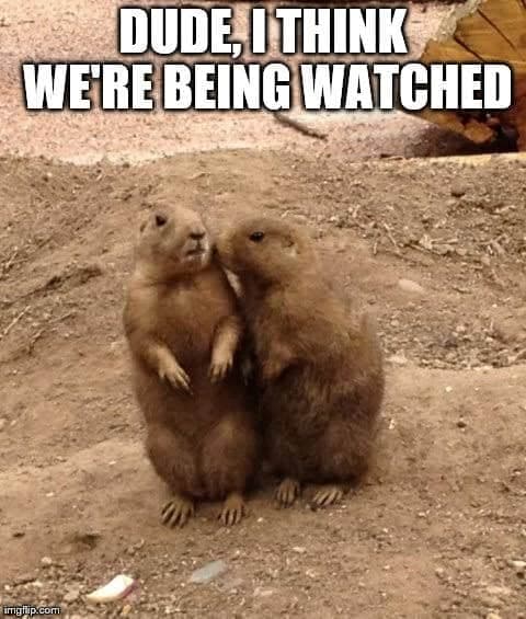 Prairie dog meme - dude, i think we're being watched