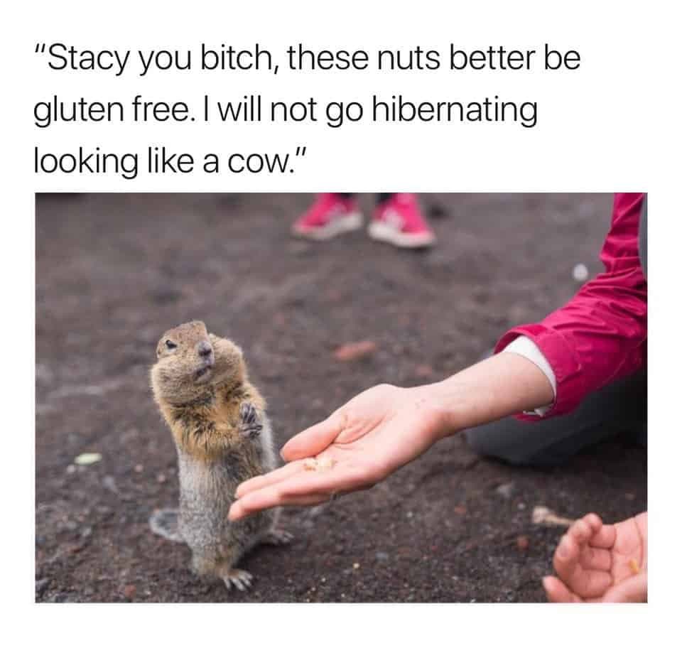 Prairie dog meme - stacy you bitch, these nuts better be gluten free. I will not go hibernating looking like a cow
