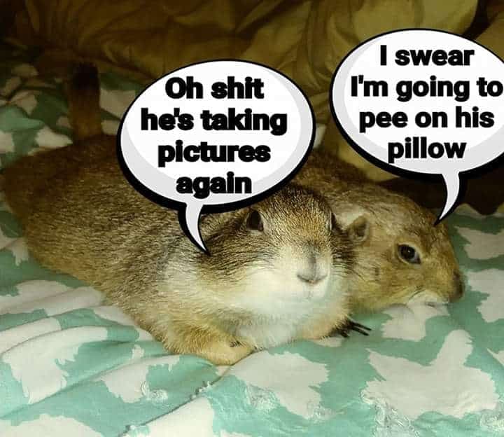 Prairie dog meme - oh shit he's taking pictures again. I swear i'm going to pee on his pillow