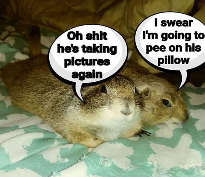 Prairie Dog Meme - Oh shit he's taking pictures again. I swear I'm going to pee on his pillow