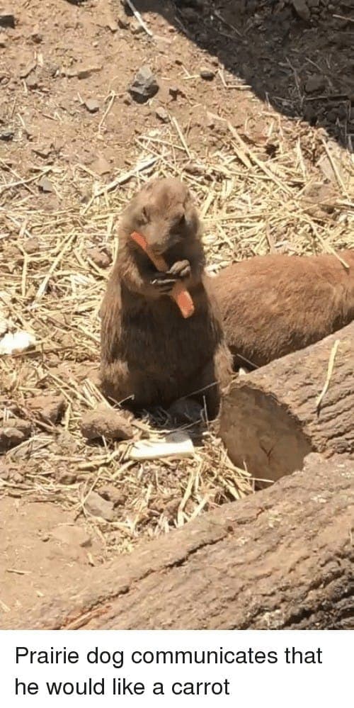 Prairie dog meme - prairie dog communicates that he would like a carrot