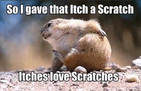 Prairie dog meme - so i gave that itch a scratch. Itches love scratches