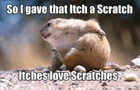 Prairie Dog Meme - So I gave that itch a scratch. itches love scratches