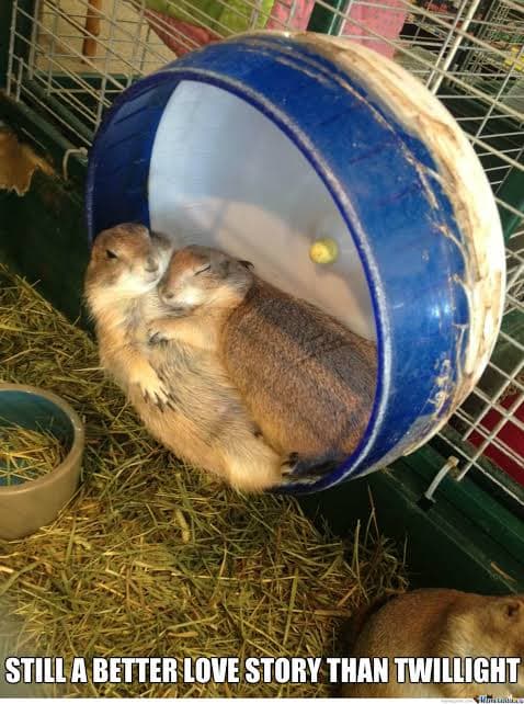 Prairie dog meme - still a better love story than twillight