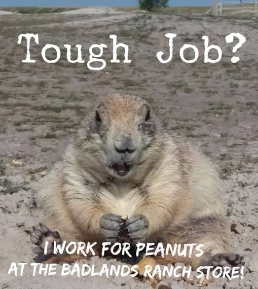 Prairie dog meme - tough job. I work for peanuts at the badlands ranch store