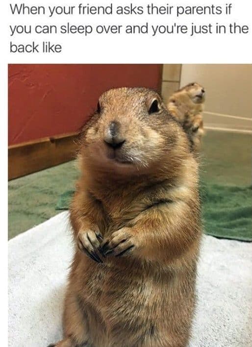 Prairie dog meme - when your friend asks their parents if you can sleep over and you're just in the back like