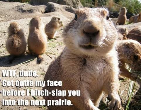 Prairie dog meme - wtf dude get outta my face before i bitch slap you into the next prairie.