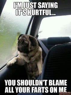 Sad dog meme - i'm just saying it's hurtful... You shouldn't blame all your farts on me...