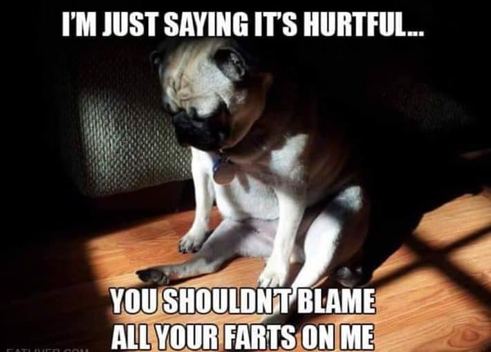 Sad dog meme - i'm just saying it's hurtful... You shouldn't blame all your farts on me