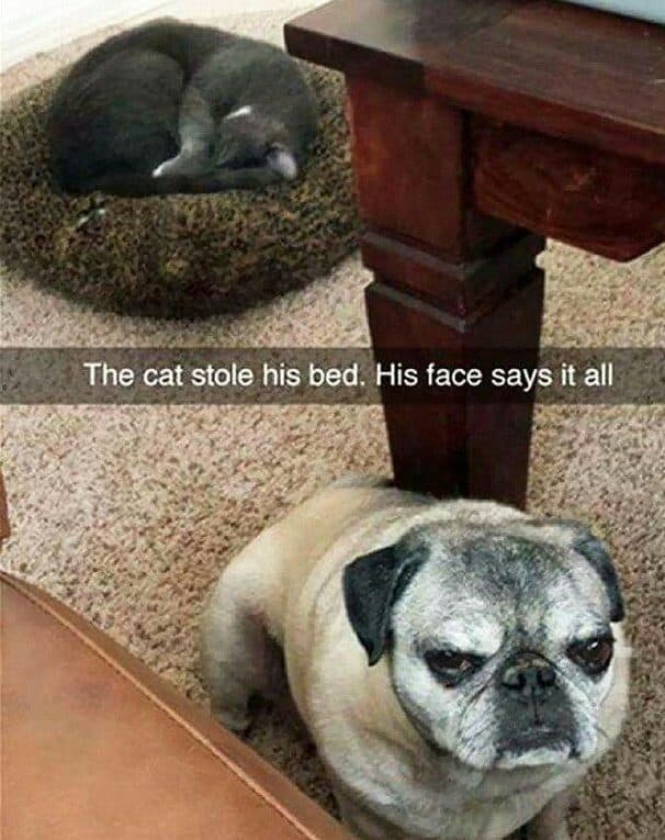 Sad dog meme - the cat stole his bed. His face says it all