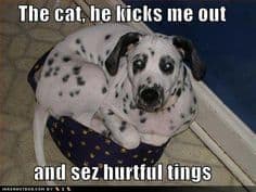 Sad Dog Meme - The cat, he kicks me out and sez hurtful tings