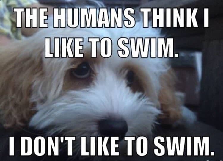 Sad Dog Meme - The humans think I like to swim. I don't like to swim