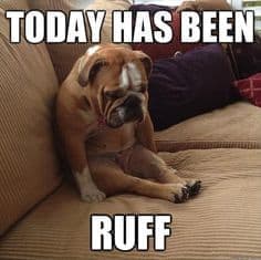 Sad dog meme - today has been ruff