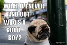 Sad dog meme - what if i never find out who's a good boy