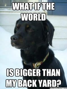 Sad dog meme - what if the world is bigger than my back yard