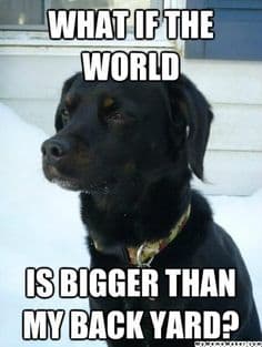 Sad Dog Meme - What if the world is bigger than my back yard