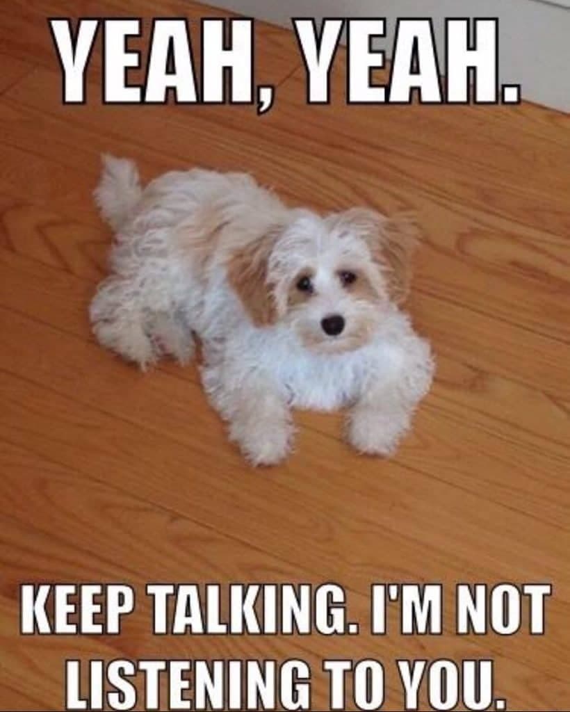 Sad dog meme - yeah, yeah. Keep talking. I'm not listening to you.