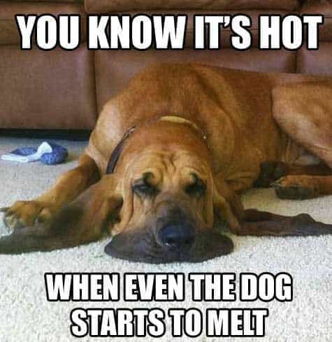 Sad Dog Meme - You know it's hot when even the dog starts to melt