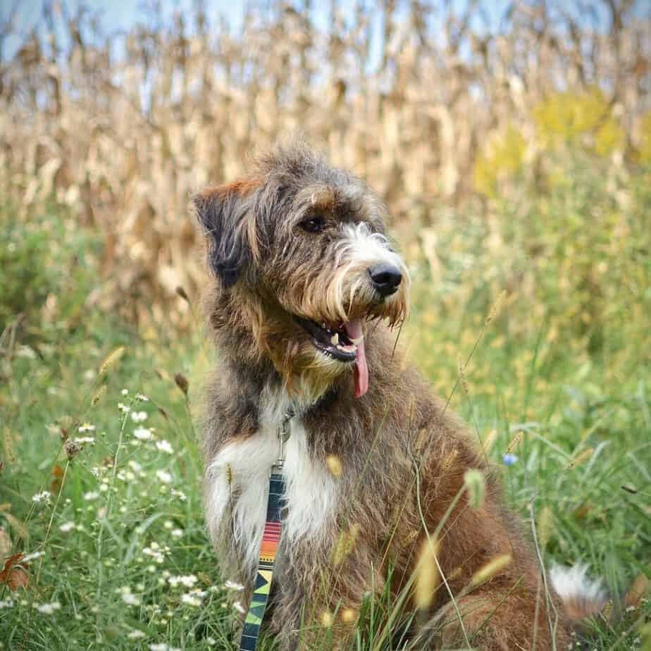 Husky poodle mix