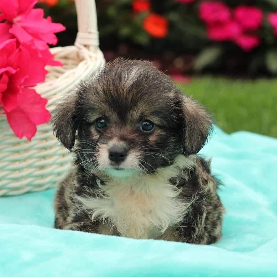 Corgi poodle mix