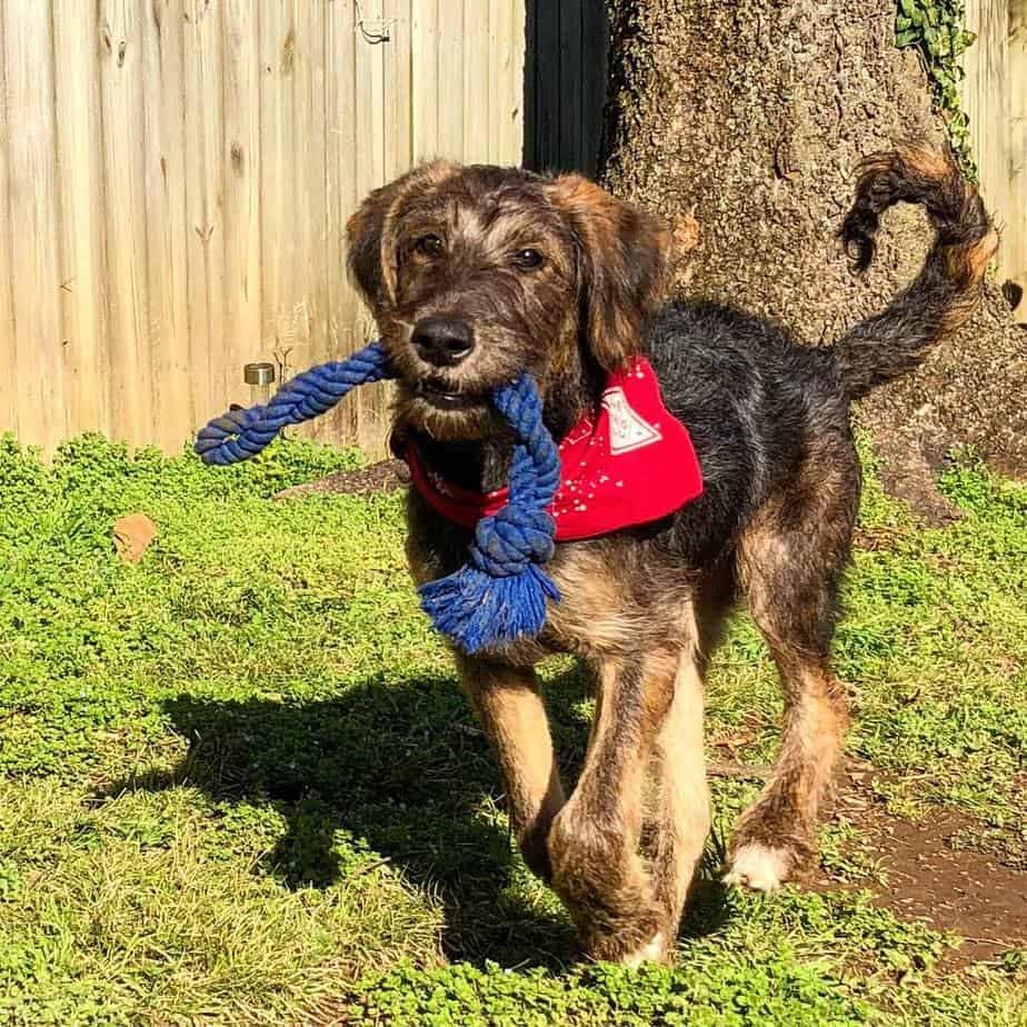 German shepherd poodle mix