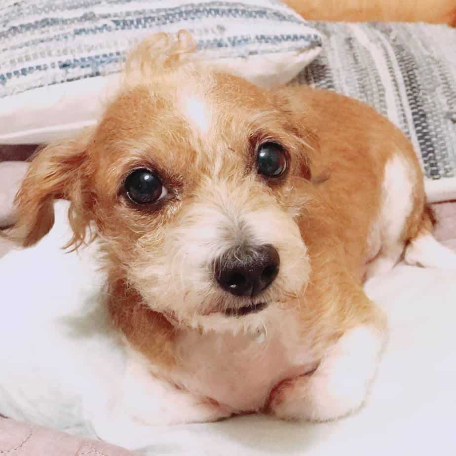 Chihuahua poodle mix