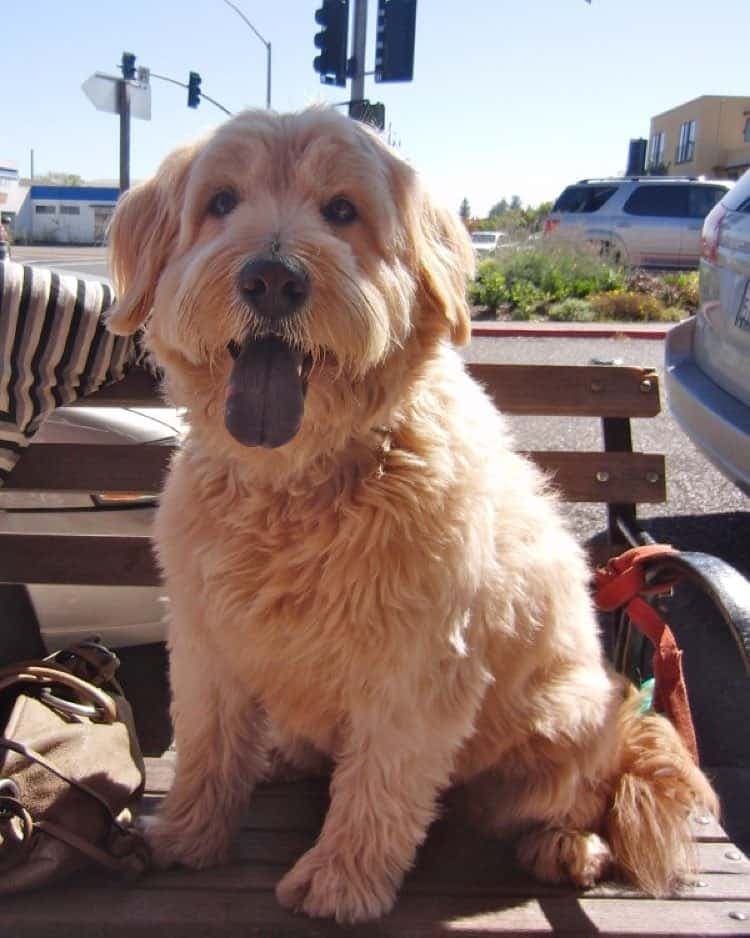 Chow Chow Poodle Mix