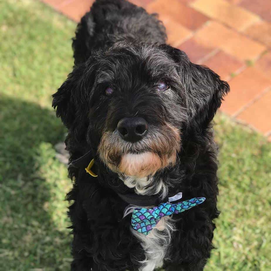 Border collie poodle mix