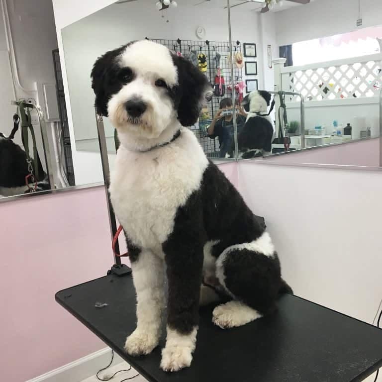 Australian shepherd poodle mix