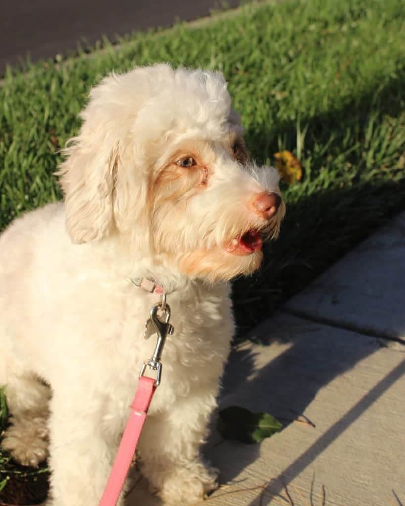 Dachshund Poodle Mix