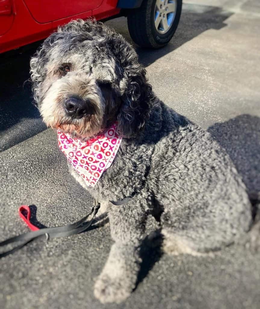 American Bulldog Poodle Mix