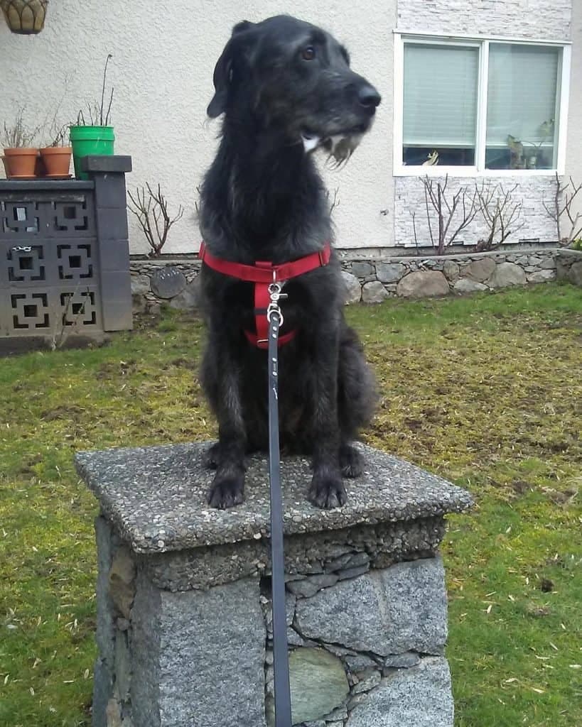 Shar Pei Poodle Mix