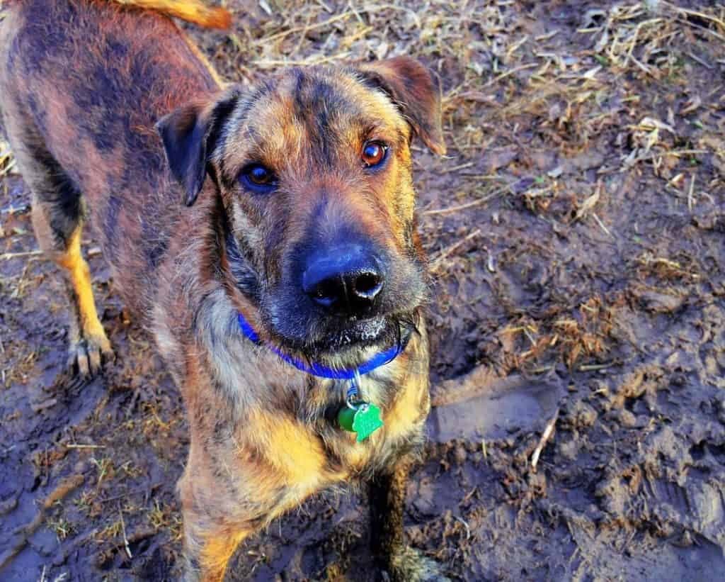 are poodles as smart as rhodesian ridgebacks