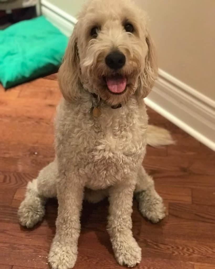 Golden Retriever Poodle Mix