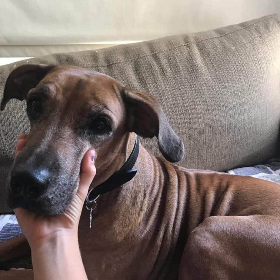 Rhodesian Ridgeback Poodle Mix