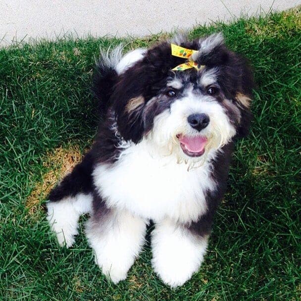 Bernese Mountain Dog Poodle Mix