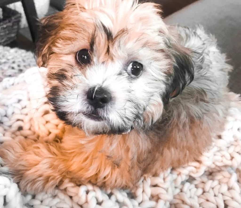 Shih tzu poodle mix