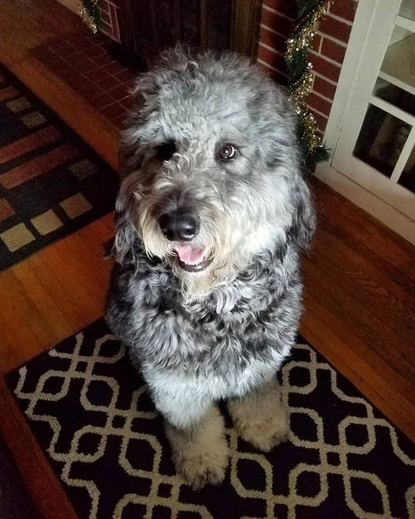 Blue Heeler Poodle Mix