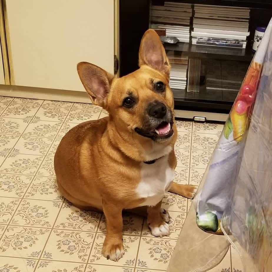 Corgi french bulldog mix