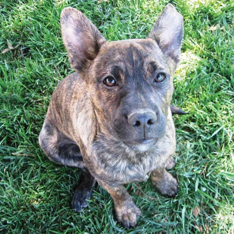 German Shepherd French Bulldog Mix