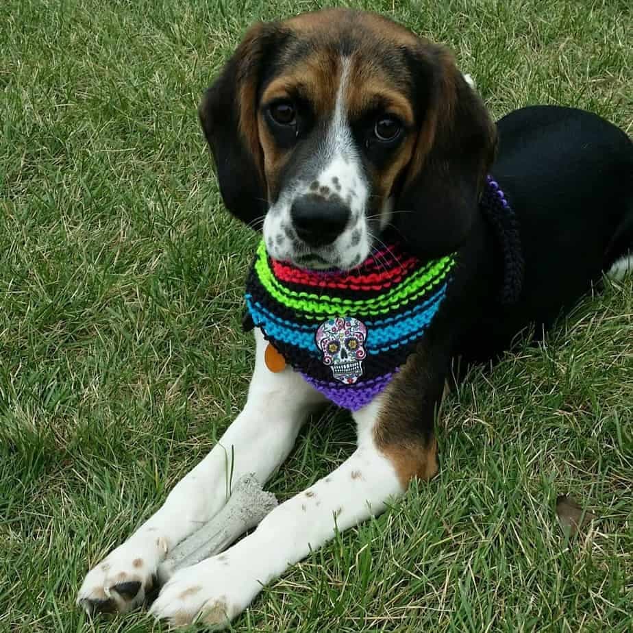 Beagle french bulldog mix