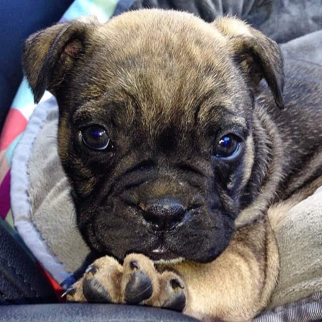 Bull Mastiff French Bulldog Mix