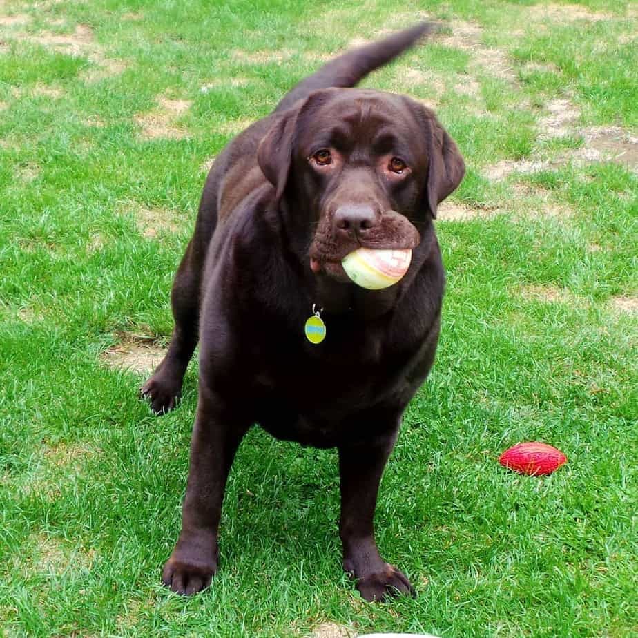 Labrador French Bulldog Mix